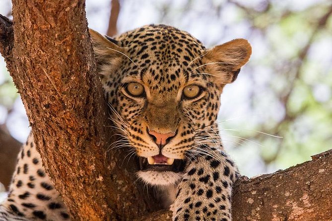 4-Days Best Wildlife Safari: Amboseli, Tsavo West & Tsavo East Private Safari - Day 3: Mzima Springs, Hippos, Crocodiles, and Tsavo East