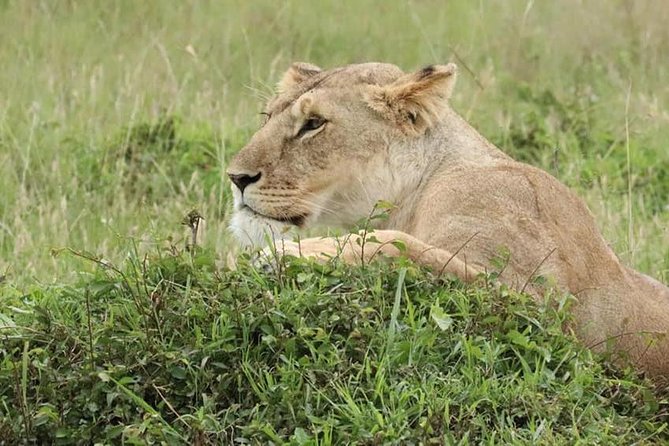 4 Days Enthralling Safaris in Kenya-lake Nakuru Masai Mara - The early drive back to Nairobi
