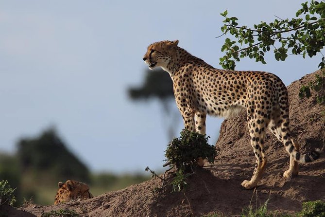 4 Days Enthralling Safaris in Kenya-lake Nakuru Masai Mara - Lodges, meals, and comfort