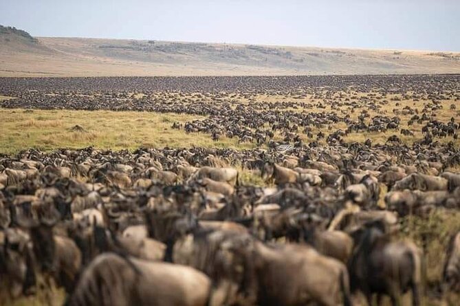 4 Days Enthralling Safaris in Kenya-lake Nakuru Masai Mara - Who will get the most from this safari