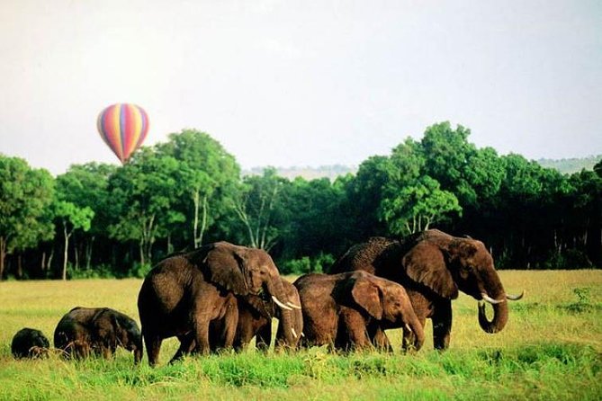 4 Days Enthralling Safaris in Kenya-lake Nakuru Masai Mara - Should you book these four days?