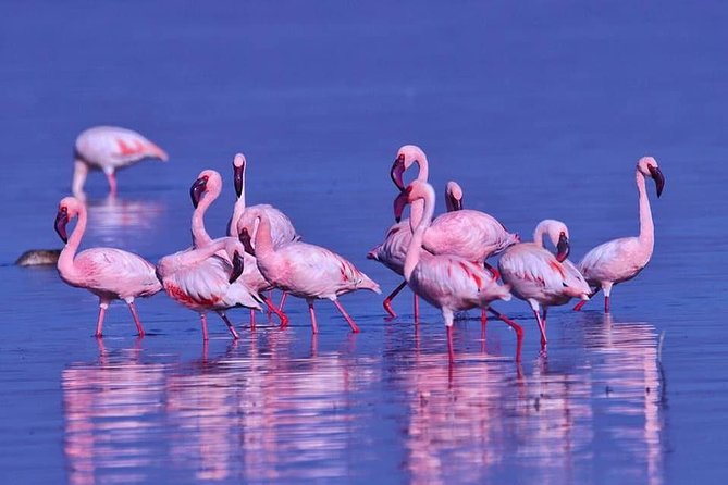 4 Days Enthralling Safaris in Kenya-lake Nakuru Masai Mara - A full day in Maasai Mara