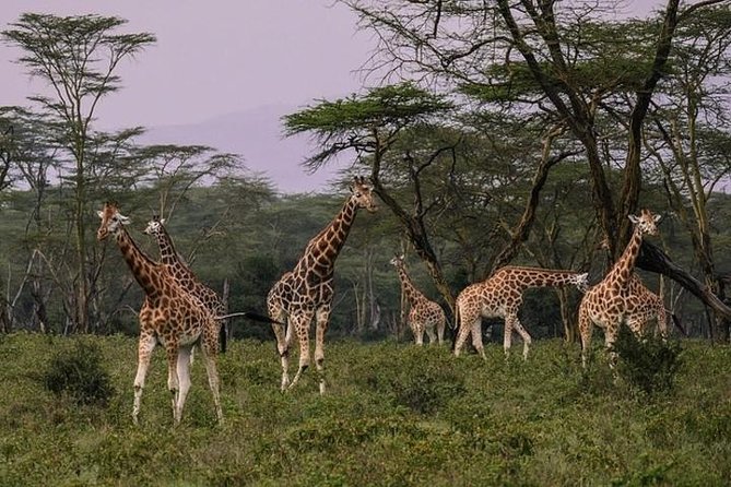4 days group joining budget safari to Maasai Mara only - The safari vehicle and group size