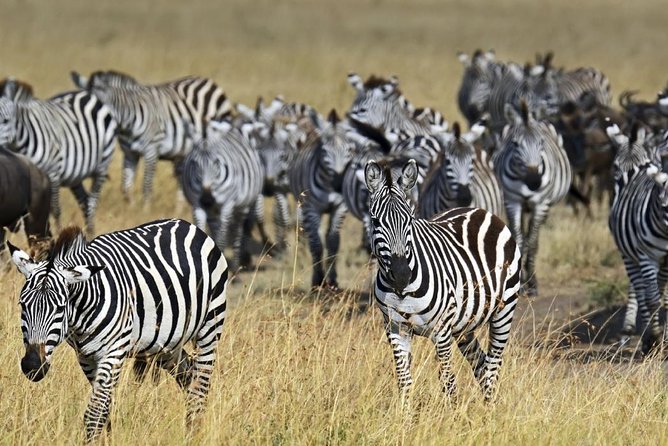 4 Days Group Joining Budget Safari To Masai Mara And Lake Nakuru National Park - What the $330 price really buys