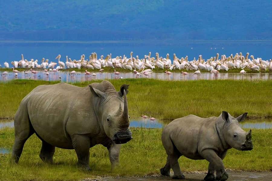 4 Days group safari in a safari van With no park fees - Day two: a full day in Maasai Mara