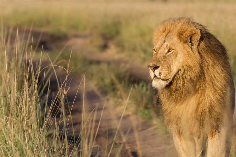 4 days Group safari in Masaai Mara and Lake Nakuru Park - Key points to know before you book