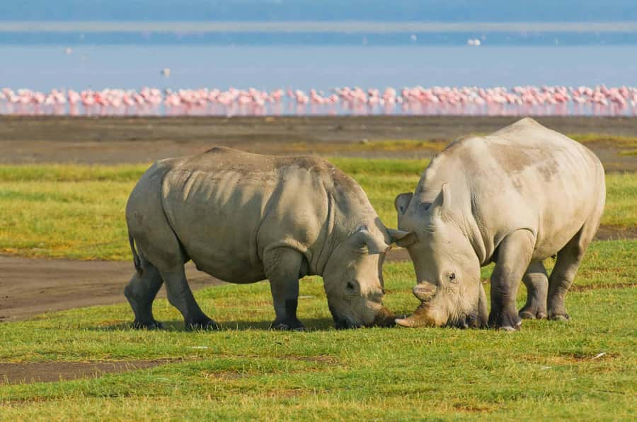 4 days Group safari in Masaai Mara and Lake Nakuru Park - What $350 covers, and what it does not