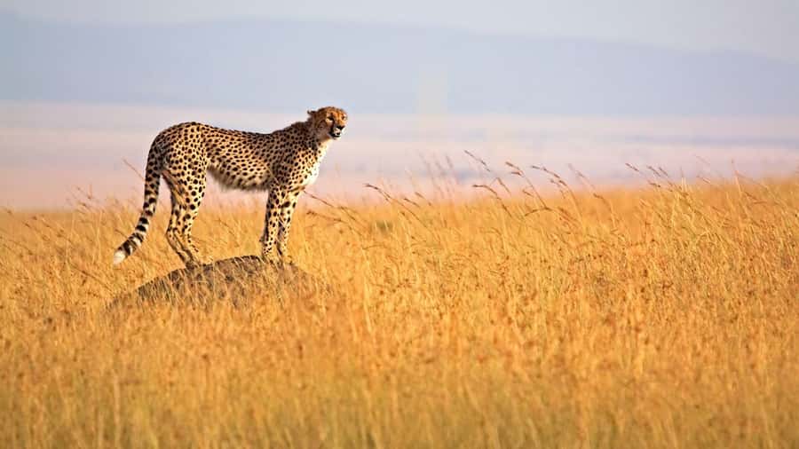 4 days Group safari in Masaai Mara and Lake Nakuru Park - Day two: a full day among Mara predators