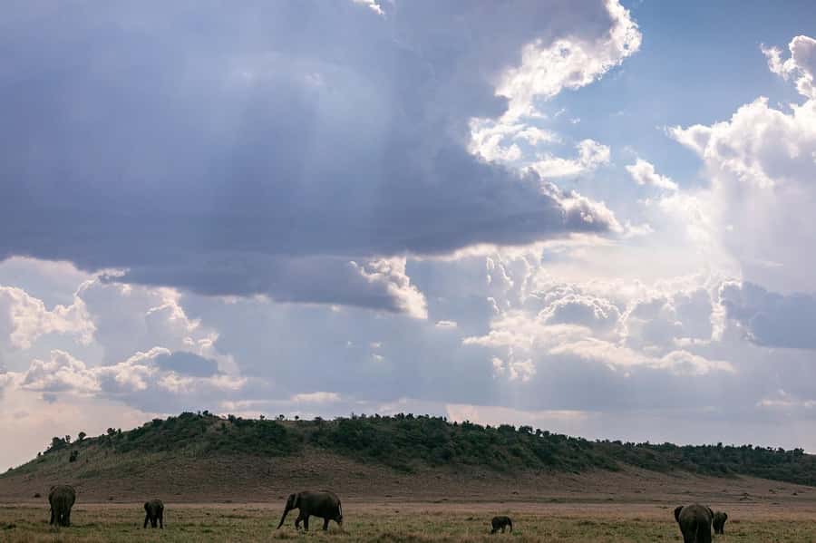 4 days Group safari in Masaai Mara and Lake Nakuru Park - Day four: white rhinos and birds at Lake Nakuru
