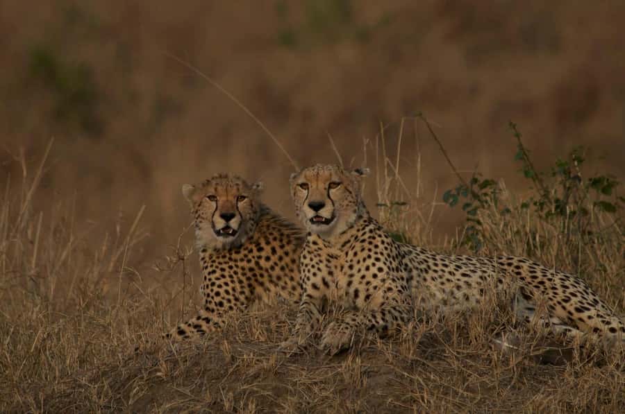 4 days Group safari in Masaai Mara and Lake Nakuru Park - What group size means in the safari Jeep