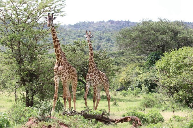 4 Days Lake Nakuru and Masai Mara Luxury Safari - What the private 4x4 changes