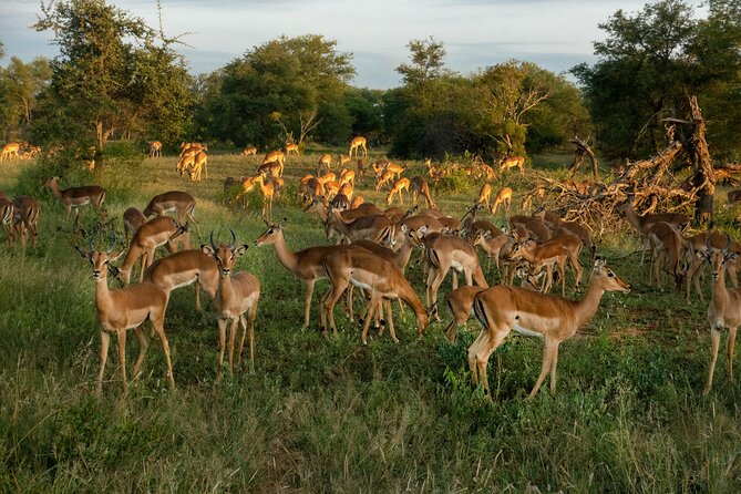 4 Days Lake Nakuru and Masai Mara Luxury Safari - Day four returns you to Nairobi