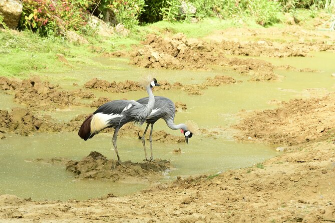 4 Days Lake Nakuru and Masai Mara Luxury Safari - Guide service is one of the strongest features
