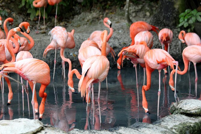 4 Days Lake Nakuru and Masai Mara Luxury Safari - Who will get the most from this safari