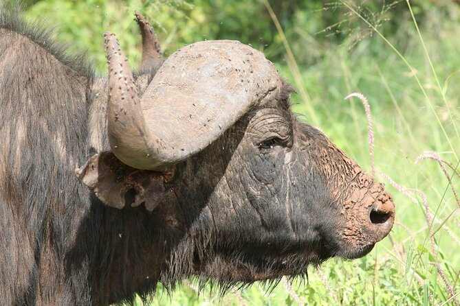 4 Days Lake Nakuru and Masai Mara Luxury Safari - Practical details that affect your decision