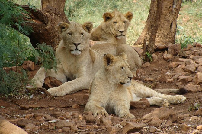4 Days Lake Nakuru and Masai Mara Luxury Safari - Day two brings the long road to Maasai Mara