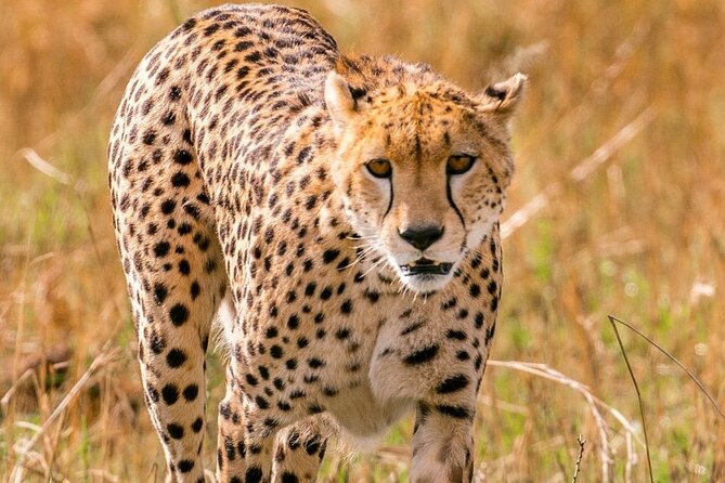 4 Days Landcruiser Safari to Masai Mara and Lake Nakuru - Key points before you book