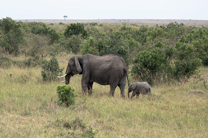 4 Days Landcruiser Safari to Masai Mara and Lake Nakuru - Day three: leaving the Mara for Lake Nakuru