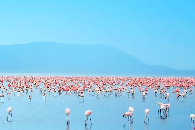 4 Days Landcruiser Safari to Masai Mara and Lake Nakuru - Guides can make or break the safari