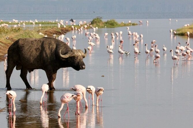 4 Days Landcruiser Safari to Masai Mara and Lake Nakuru - Timing, comfort, and practical preparation