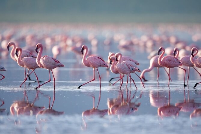 4 Days Landcruiser Safari to Masai Mara and Lake Nakuru - Day two: the Mara gets a full day