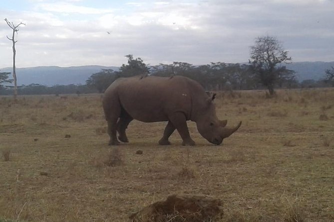 4 Days Maasai Mara and Lake Nakuru Unforgettable Safari - From Nairobi to the Maasai Mara plains
