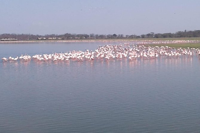 4 Days Maasai Mara and Lake Nakuru Unforgettable Safari - Early entry and rhinos at Lake Nakuru