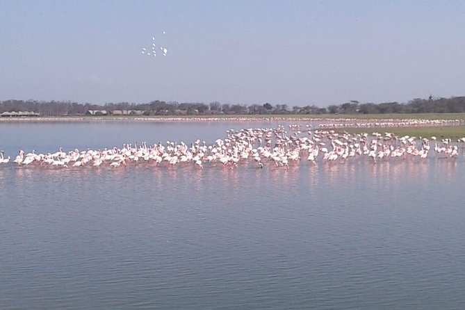 4 Days Maasai Mara and Lake Nakuru Unforgettable Safari - What the $381.54 price really covers