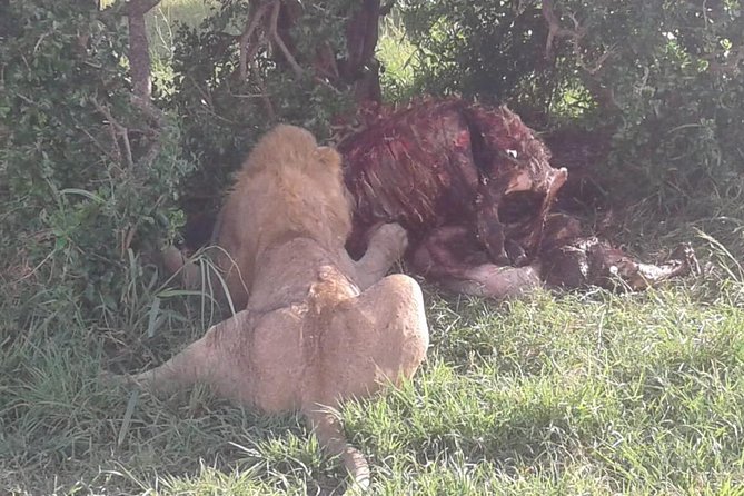 4 Days Maasai Mara and Lake Nakuru Unforgettable Safari - Practical planning for a better safari