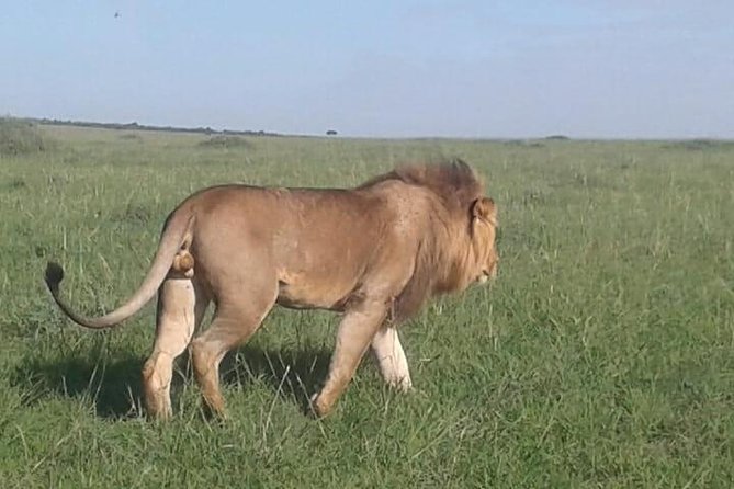 4 Days Maasai Mara and Lake Nakuru Unforgettable Safari - Who should book this Kenya safari