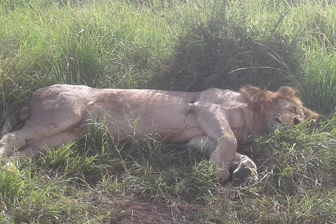 4 Days Maasai Mara and Lake Nakuru Unforgettable Safari - Should you book it?