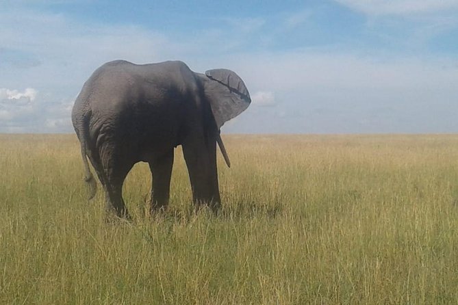 4 Days Maasai Mara and Lake Nakuru Unforgettable Safari - Why two full days in Maasai Mara help