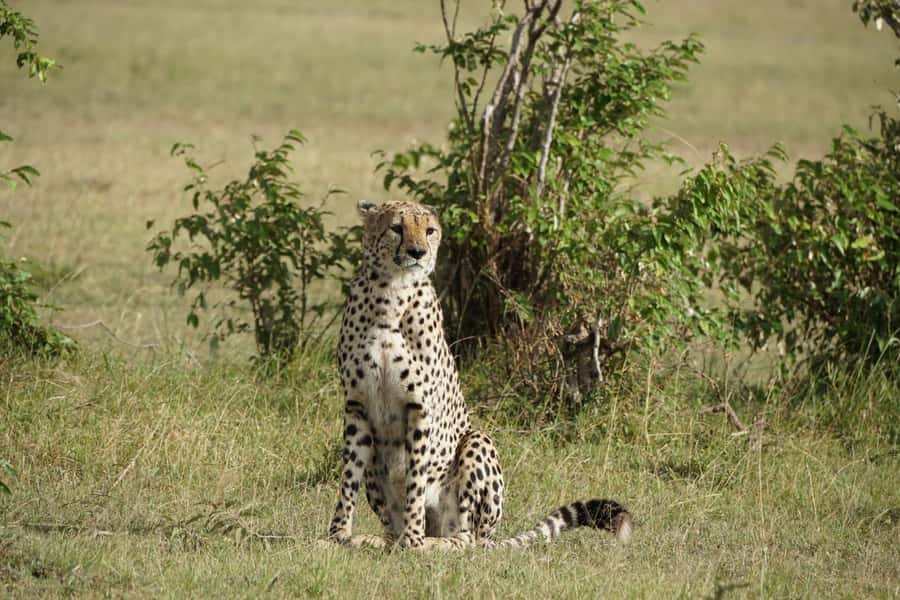 4 DAYS MAASAI MARA GROUP SAFARI: (WITH MARA PARK FEES) - 4WD - What $750 buys you in the Maasai Mara