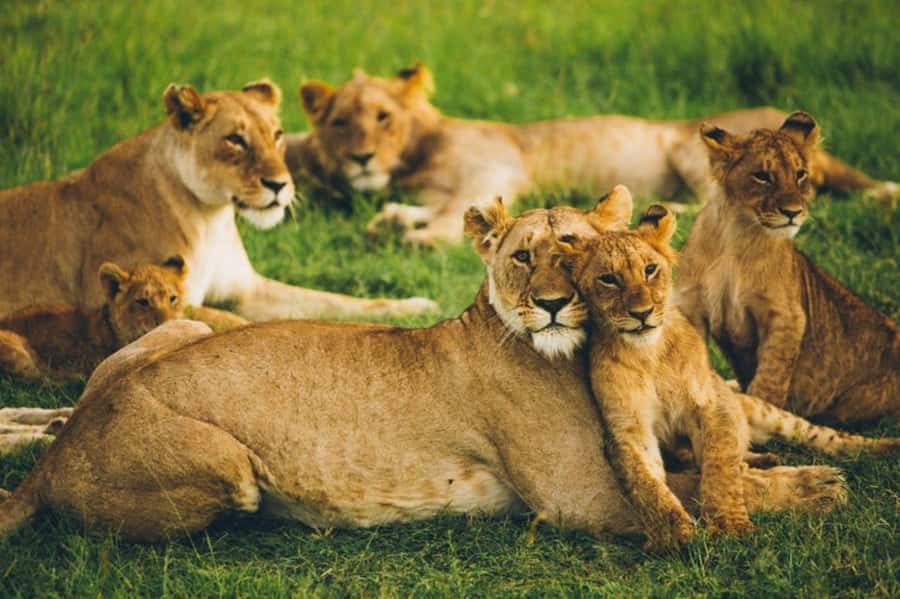 4 DAYS MAASAI MARA GROUP SAFARI: (WITH MARA PARK FEES) - 4WD - Days 2 and 3: Two full days searching the reserve