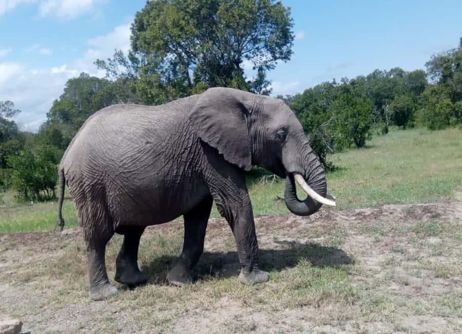 4 DAYS MAASAI MARA GROUP SAFARI: (WITH MARA PARK FEES) - 4WD - Camp life, meals, and useful comfort details