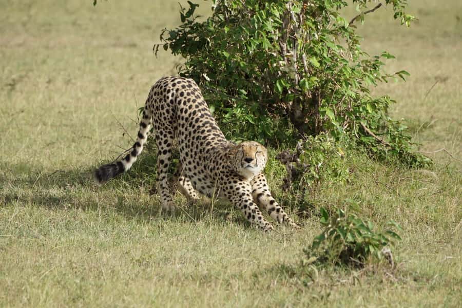 4 DAYS MAASAI MARA GROUP SAFARI: (WITH MARA PARK FEES) - 4WD - Day 1: The Rift Valley viewpoint and first Mara drive