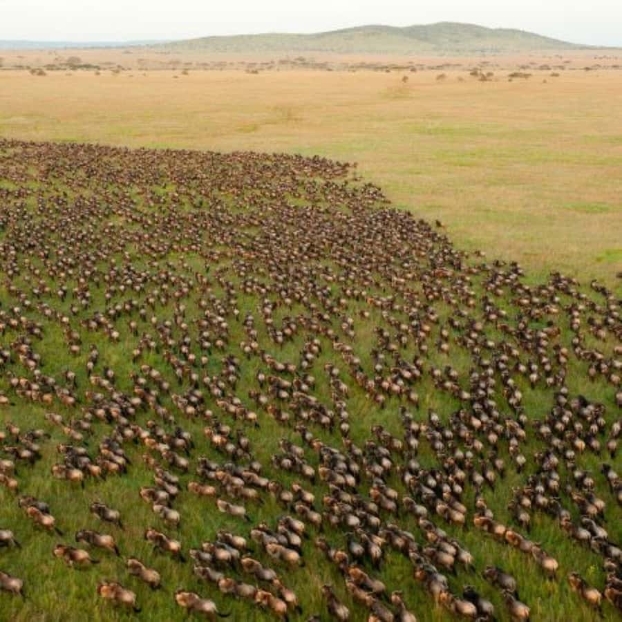 4 DAYS MAASAI MARA & LAKE NAKURU SMALL GROUP SAFARI BY 4WD - Key points to know before booking