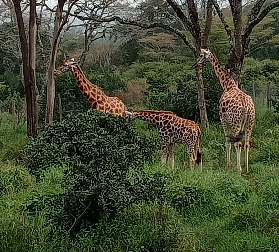 4 DAYS MAASAI MARA & LAKE NAKURU SMALL GROUP SAFARI BY 4WD - The road from Nairobi to Maasai Mara