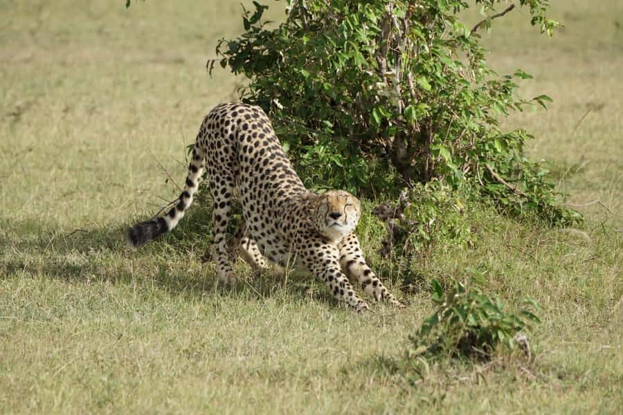 4 DAYS MAASAI MARA & LAKE NAKURU SMALL GROUP SAFARI BY 4WD - The first Mara game drive at 4 p.m.