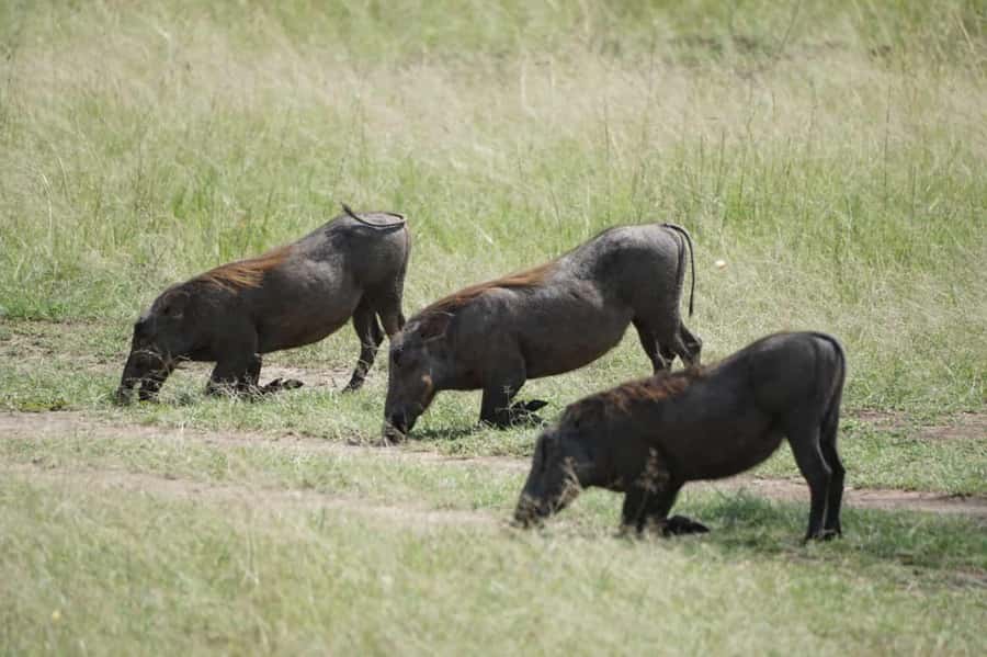 4 DAYS MAASAI MARA NATIONAL RESERVE GROUP SAFARI- 4WD - Nairobi to the Mara via the Great Rift Valley