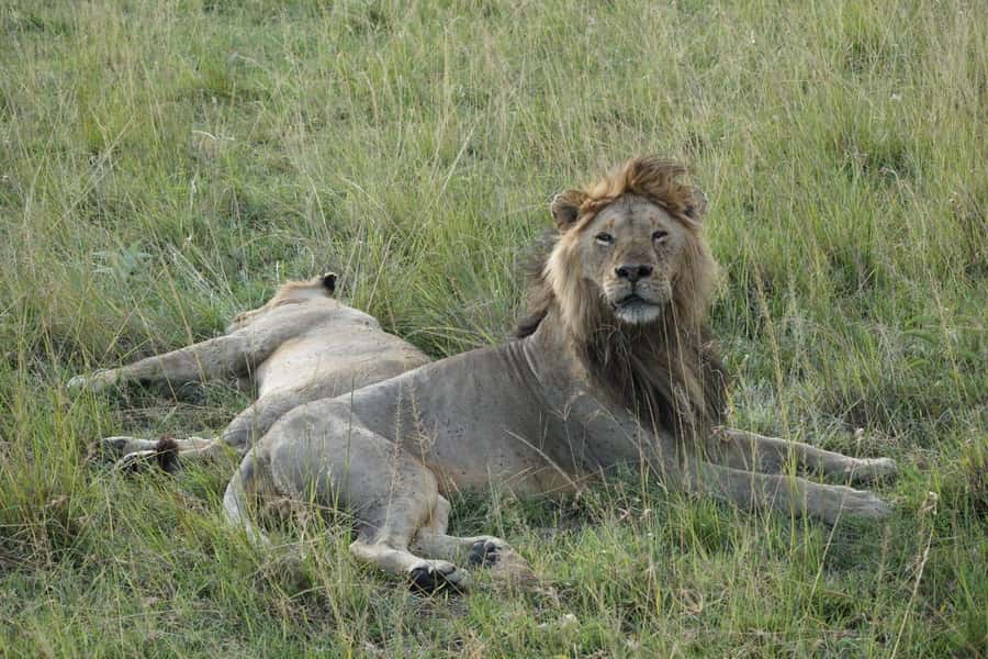 4 DAYS MAASAI MARA NATIONAL RESERVE GROUP SAFARI- 4WD - The Great Migration and choosing your dates