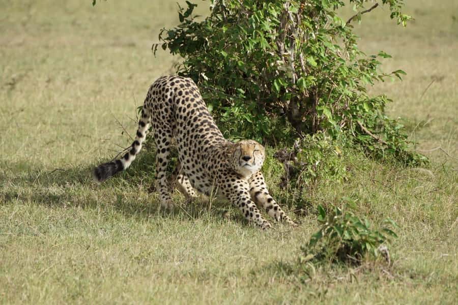 4 DAYS MAASAI MARA NATIONAL RESERVE GROUP SAFARI- 4WD - What two full game-drive days give you