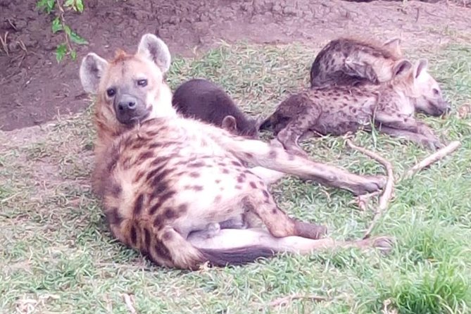 4 Days - Majestic Maasai Mara and Lake Nakuru Safari - The full Mara day and the migration question