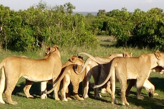 4 Days - Majestic Maasai Mara and Lake Nakuru Safari - Lake Nakuru and its white rhinos