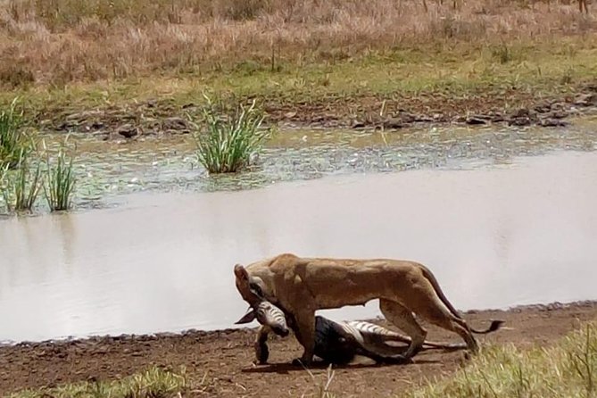 4 Days - Majestic Maasai Mara and Lake Nakuru Safari - Food, lodging, and what the price really covers