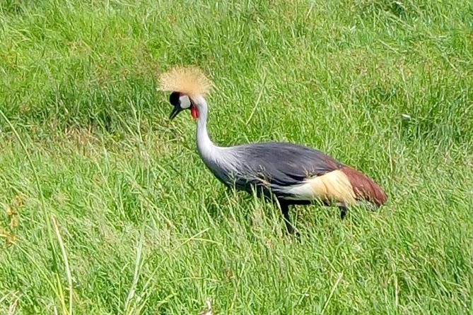 4 Days - Majestic Maasai Mara and Lake Nakuru Safari - Who will enjoy this safari most