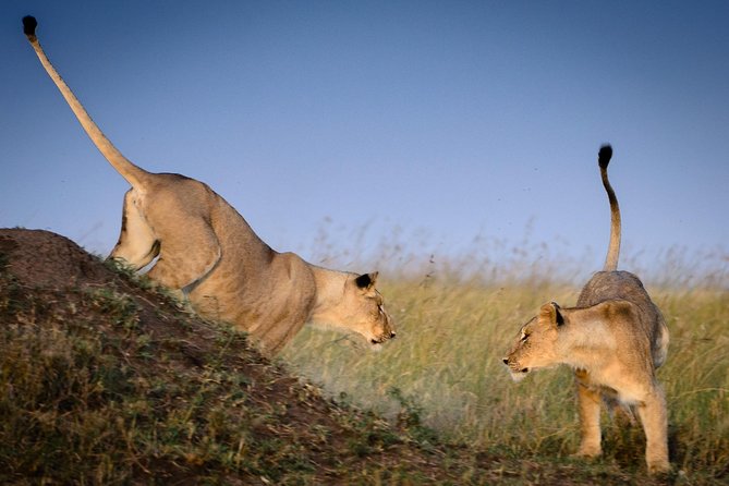 4 Days Masai Mara and Lake Nakuru Budget Safari Meals included - Day 4: Rhinos, giraffes, birds, and the drive back