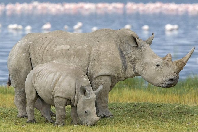 4 Days Masai Mara and Lake Nakuru Budget Safari Meals included - What the open-roof van means for you