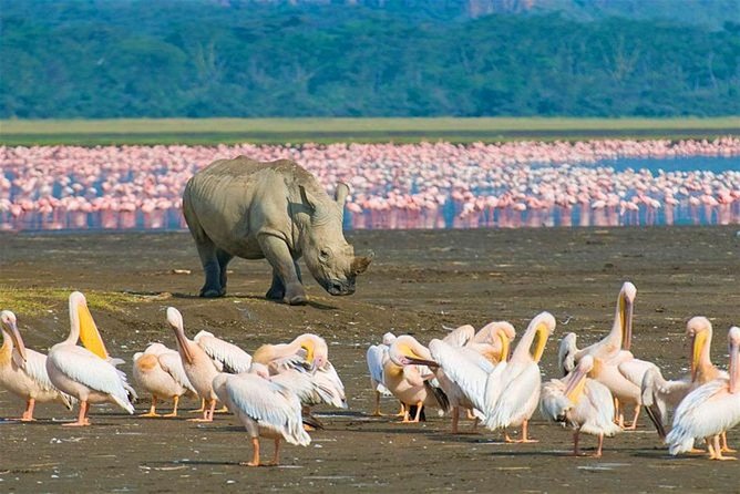 4 Days Masai Mara and Lake Nakuru Budget Safari Meals included - The guide makes a real difference