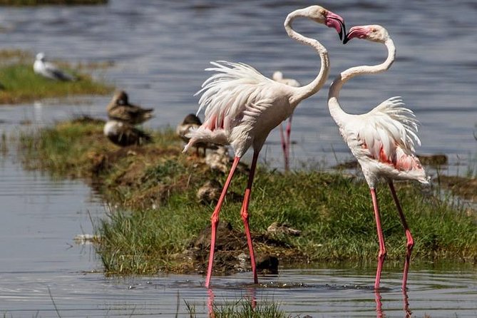 4 Days Masai Mara and Lake Nakuru Budget Safari Meals included - Day 2: A full day in Masai Mara